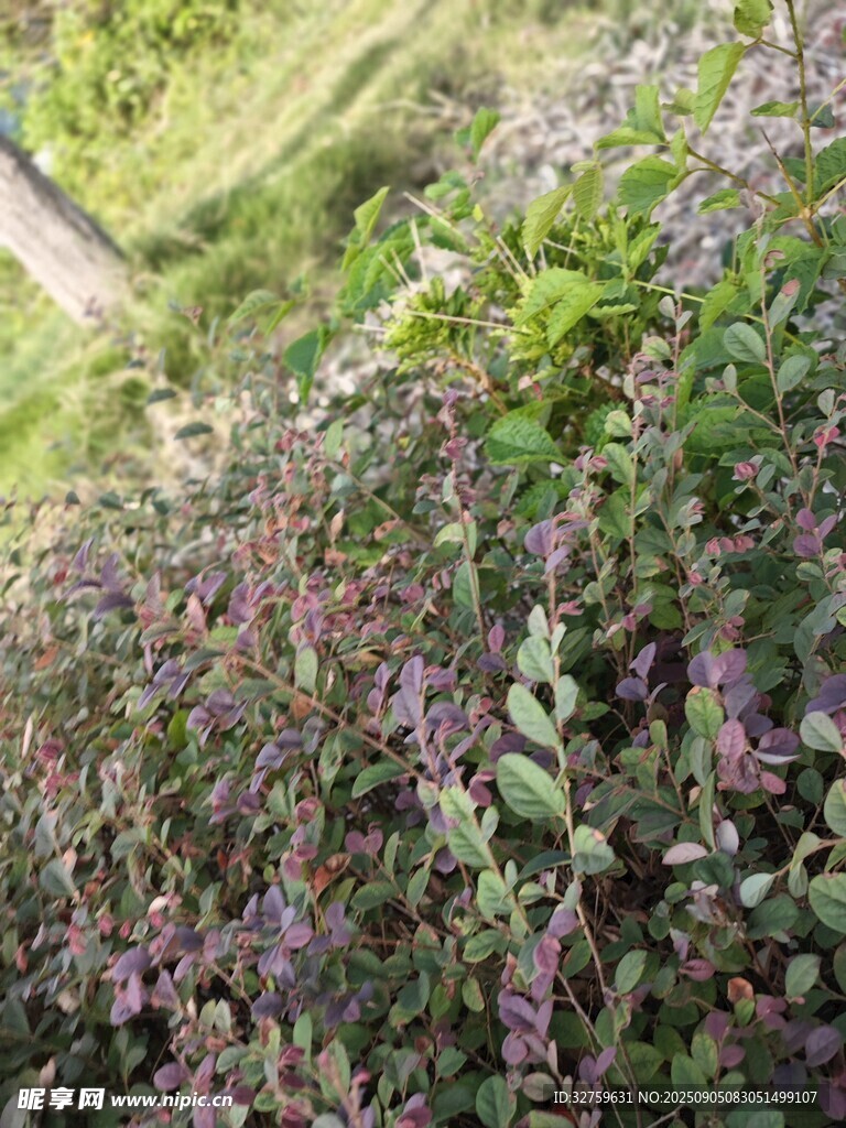 山坡上繁茂的紫色植物
