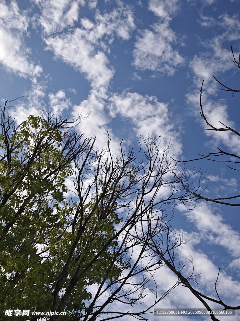藍(lán)天綠樹(shù)間的云景