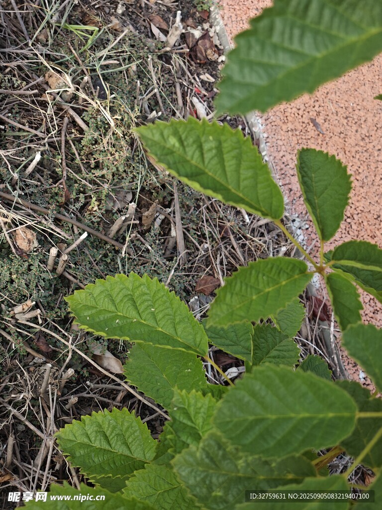 綠葉植物近景特寫