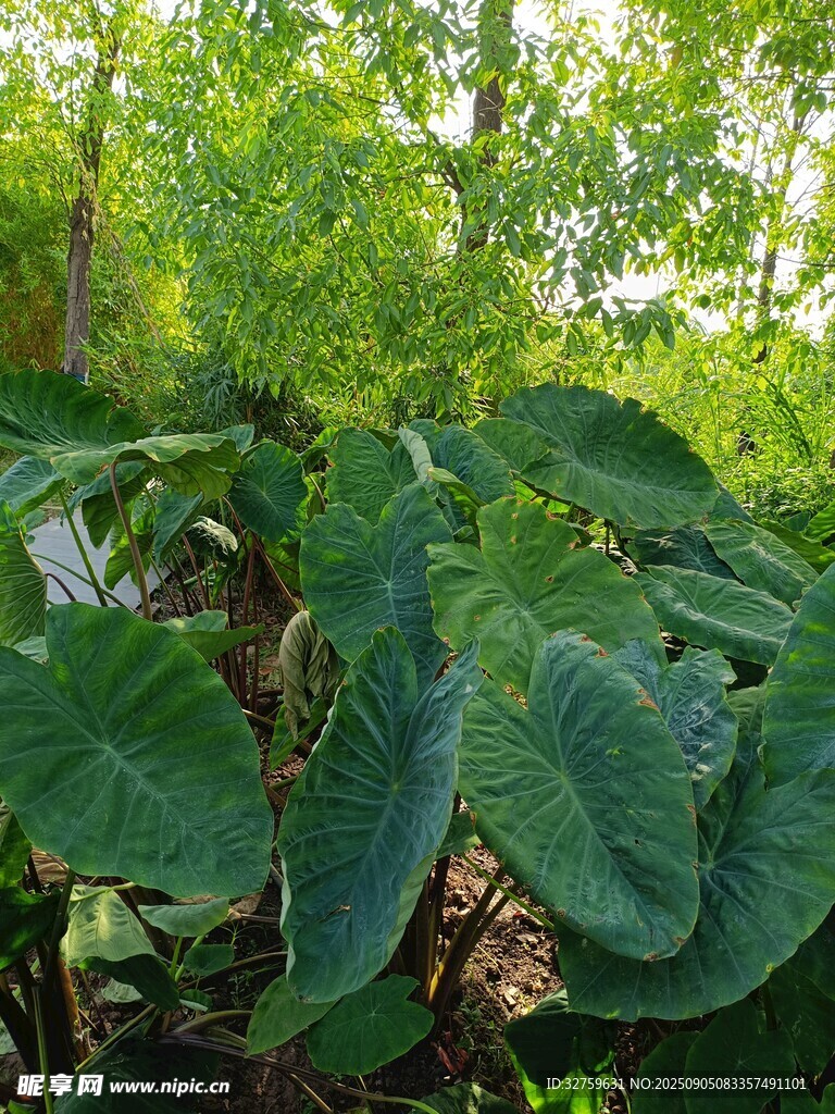 繁茂綠植展現(xiàn)自然生機(jī)