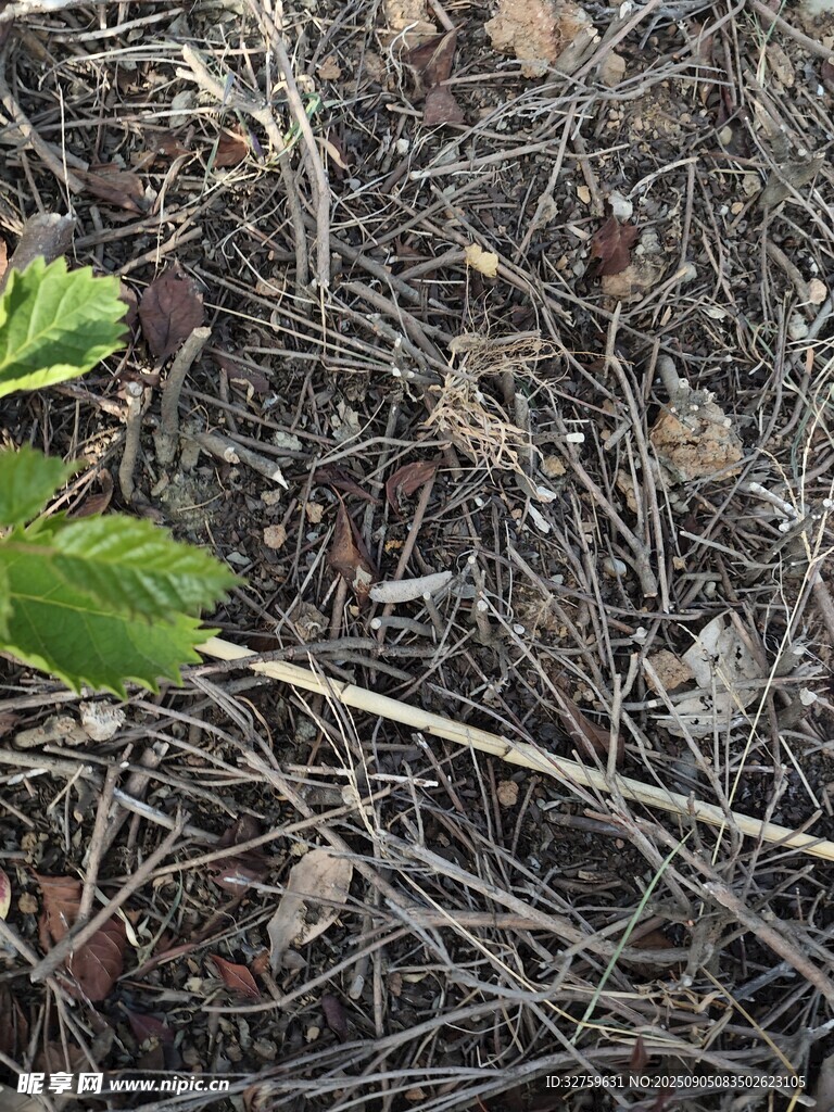 地面上的嫩綠植物與枯枝