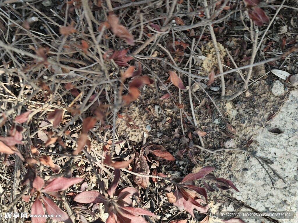 地面枯葉與雜亂枝蔓
