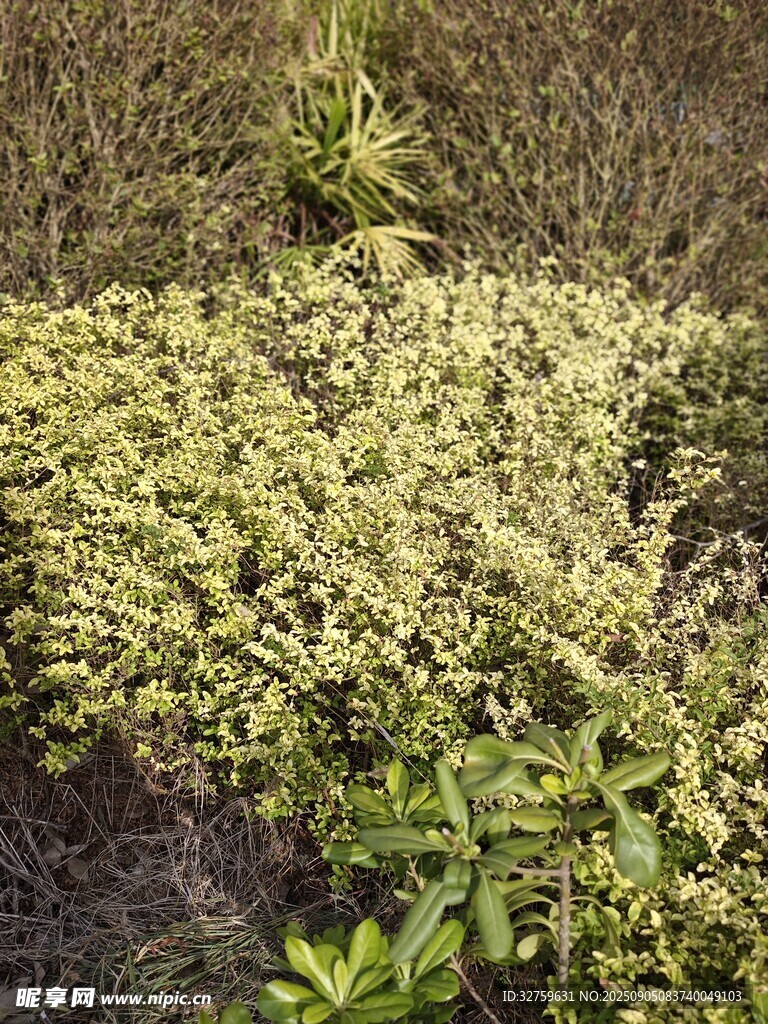 綠色叢生植物景觀