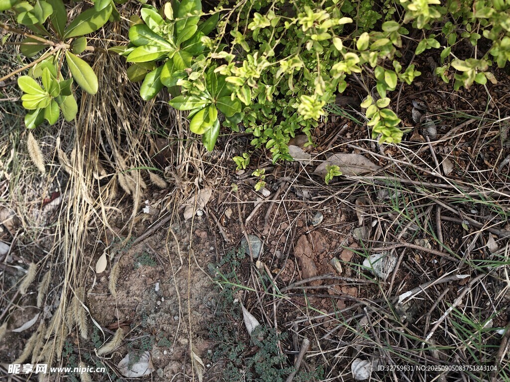 地面綠植與雜亂根莖景象