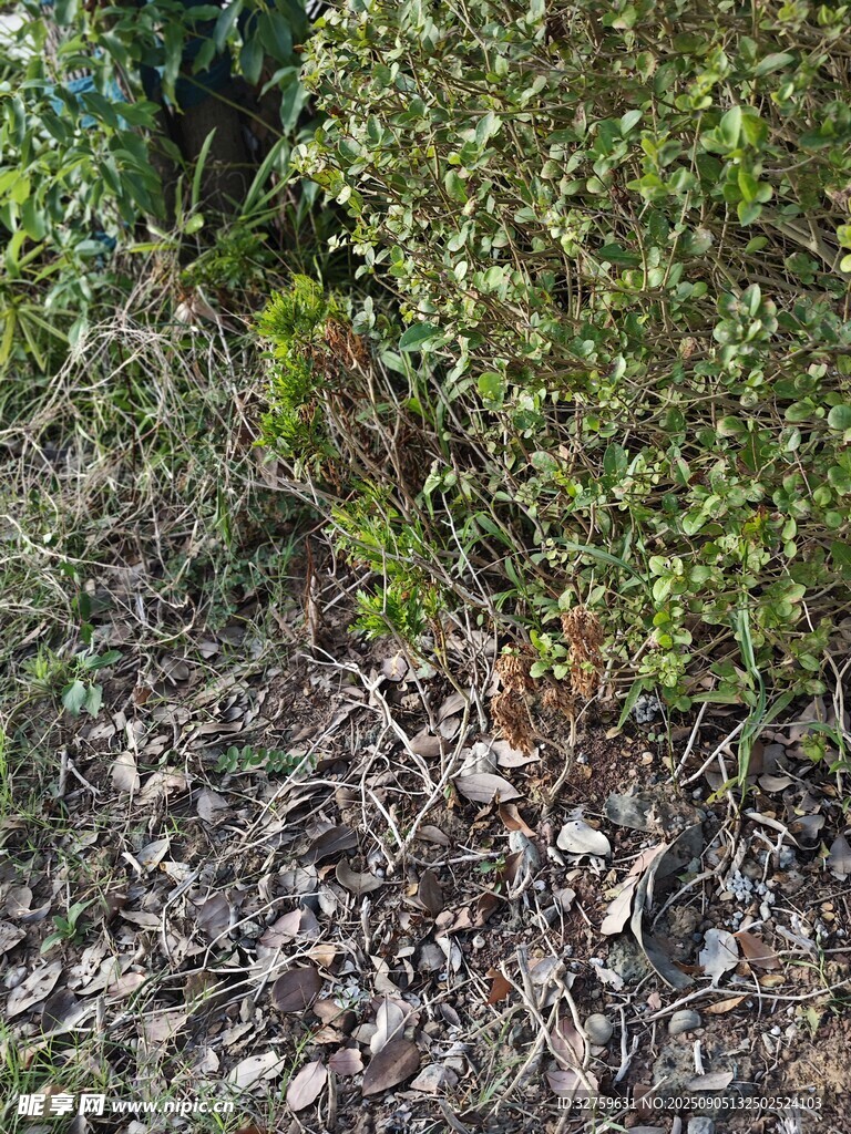 林間綠植覆蓋的隱秘洞口