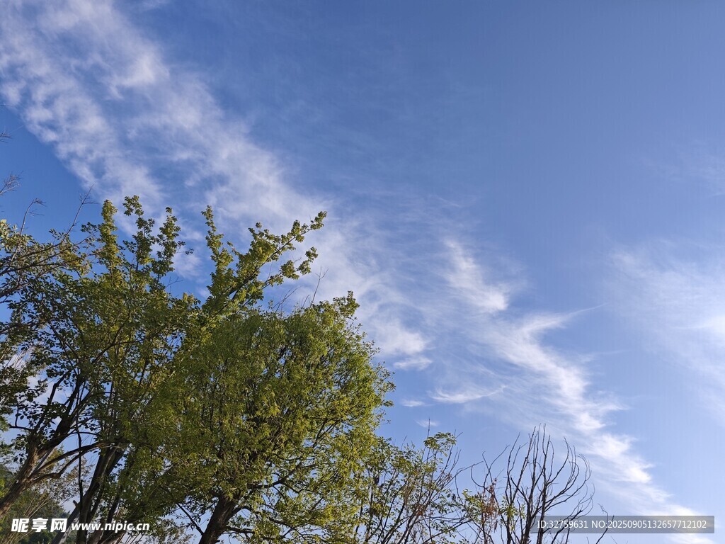 藍(lán)天綠樹間的美好景致