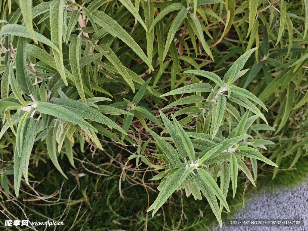 翠綠細(xì)長葉片的植物