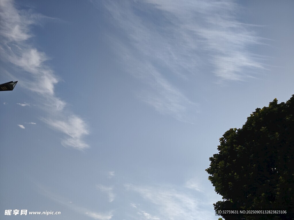 天空飛鳥與樹冠剪影