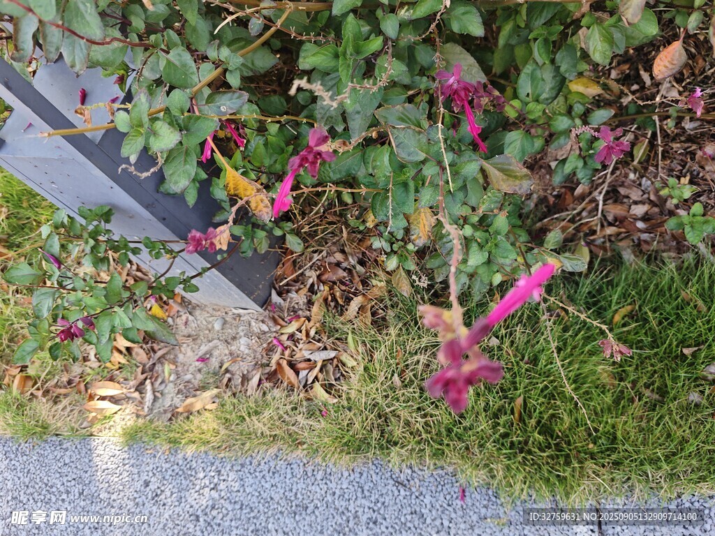 墻角綻放的多彩花卉