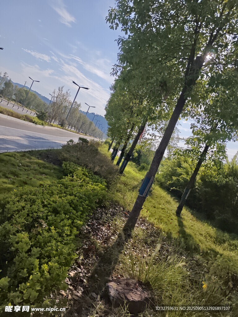 林間公路旁的清新自然景致