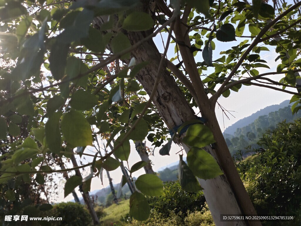 陽(yáng)光灑落枝葉繁茂的樹(shù)木