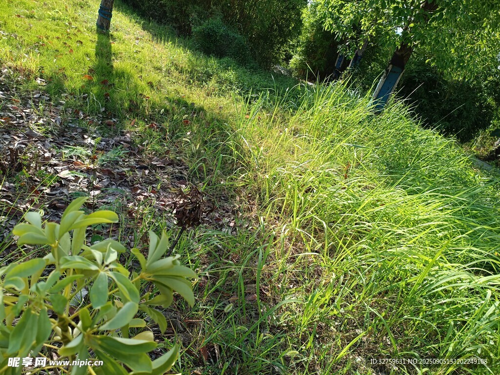 山間綠意盎然的草地