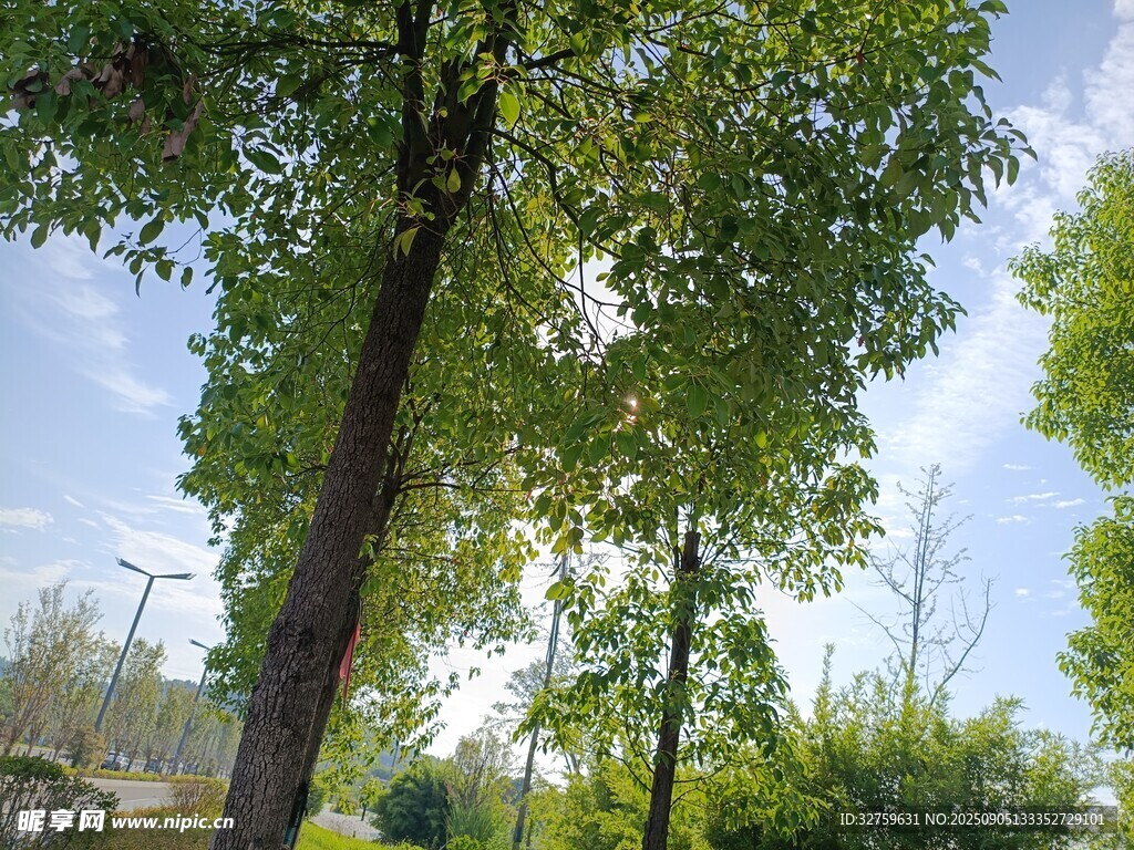戶外蔥郁樹木風(fēng)景