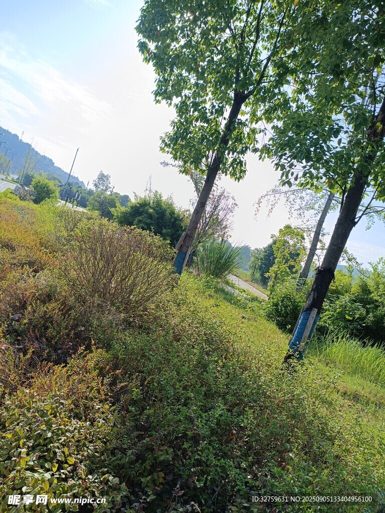 郊外綠意盎然的自然景致