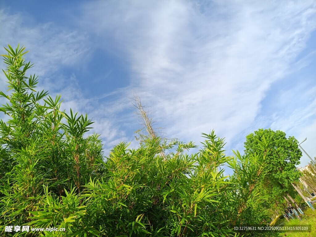 藍天綠樹間的清新自然景象