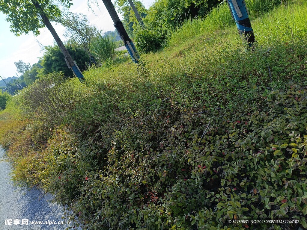 路邊繁茂綠植風景