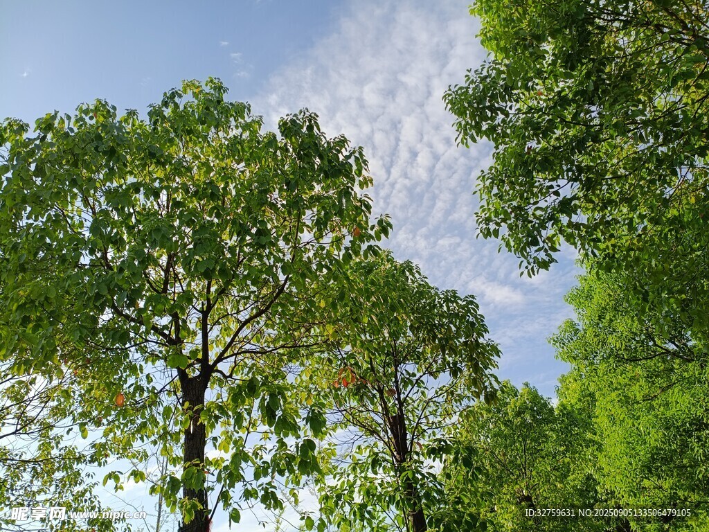 仰望蔥郁樹林與藍(lán)天