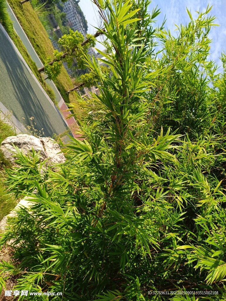挺拔綠植于戶外生機盎然