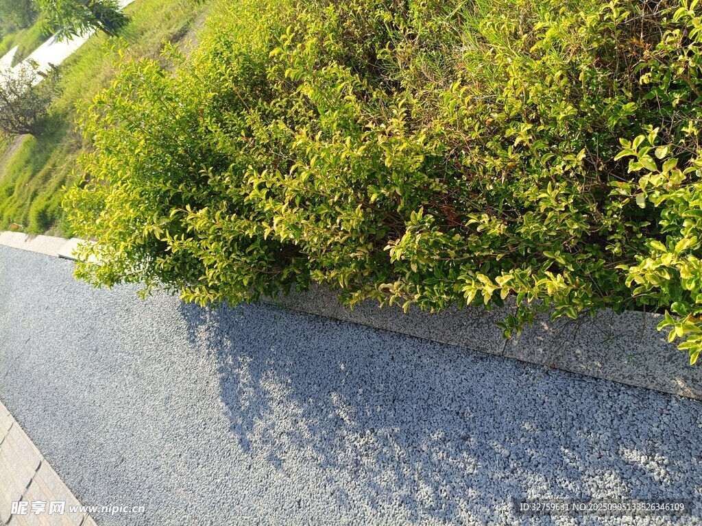 路邊綠植與平整路面