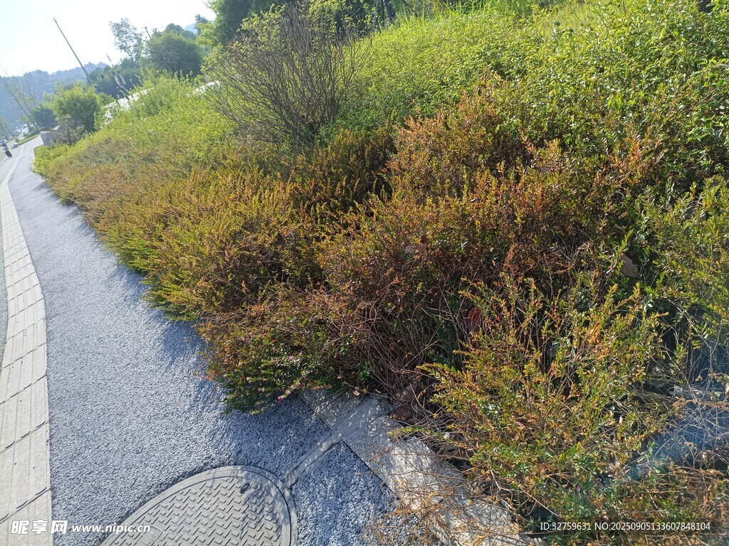 路邊綠植景觀