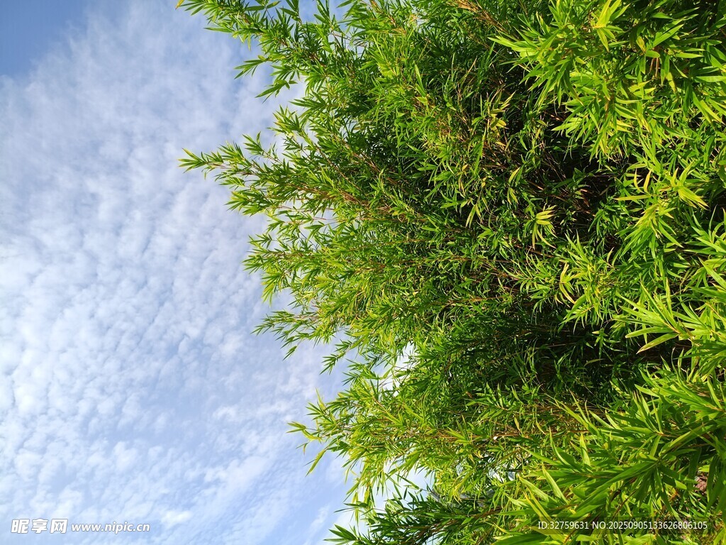 藍(lán)天映襯下的翠綠植物