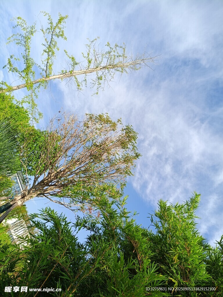 藍(lán)天綠樹間的自然景致