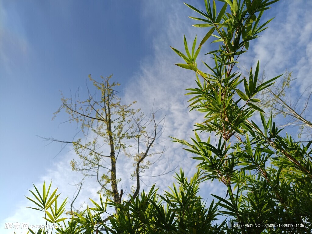 藍天翠竹間的清新景致