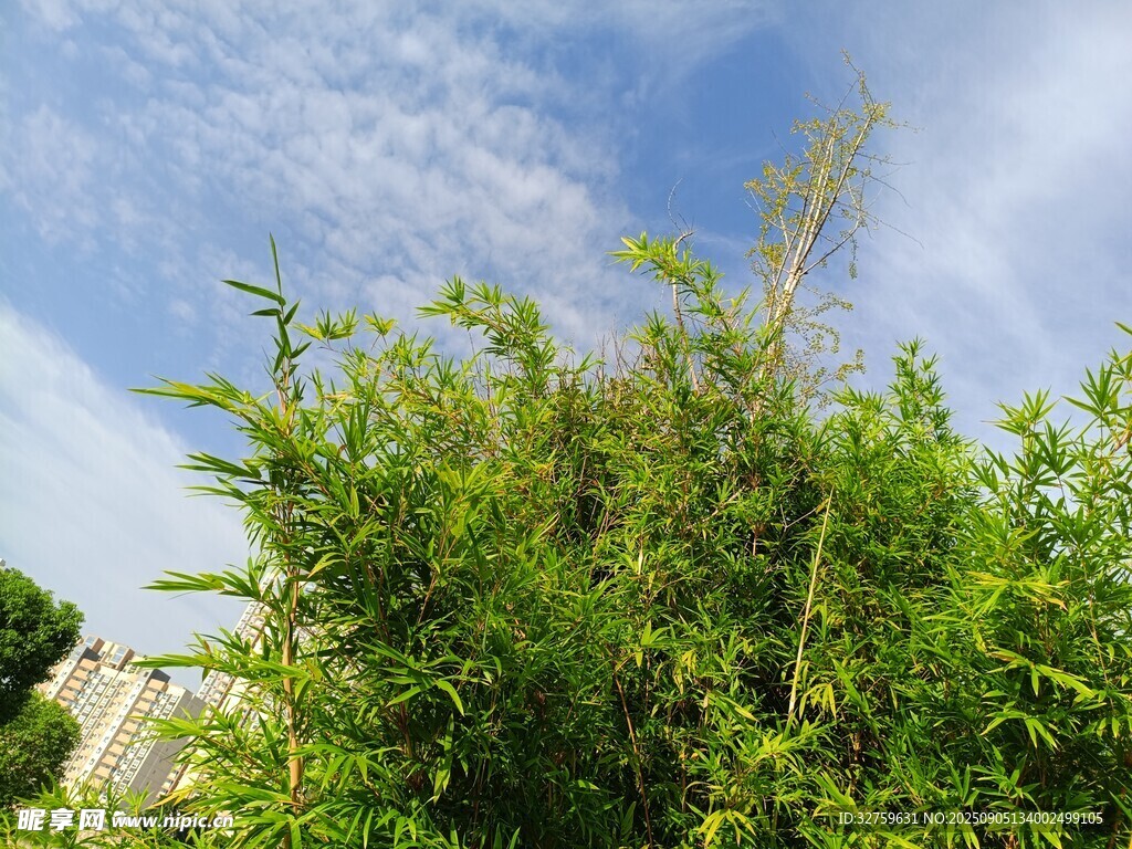 藍(lán)天映襯下的蔥郁綠植
