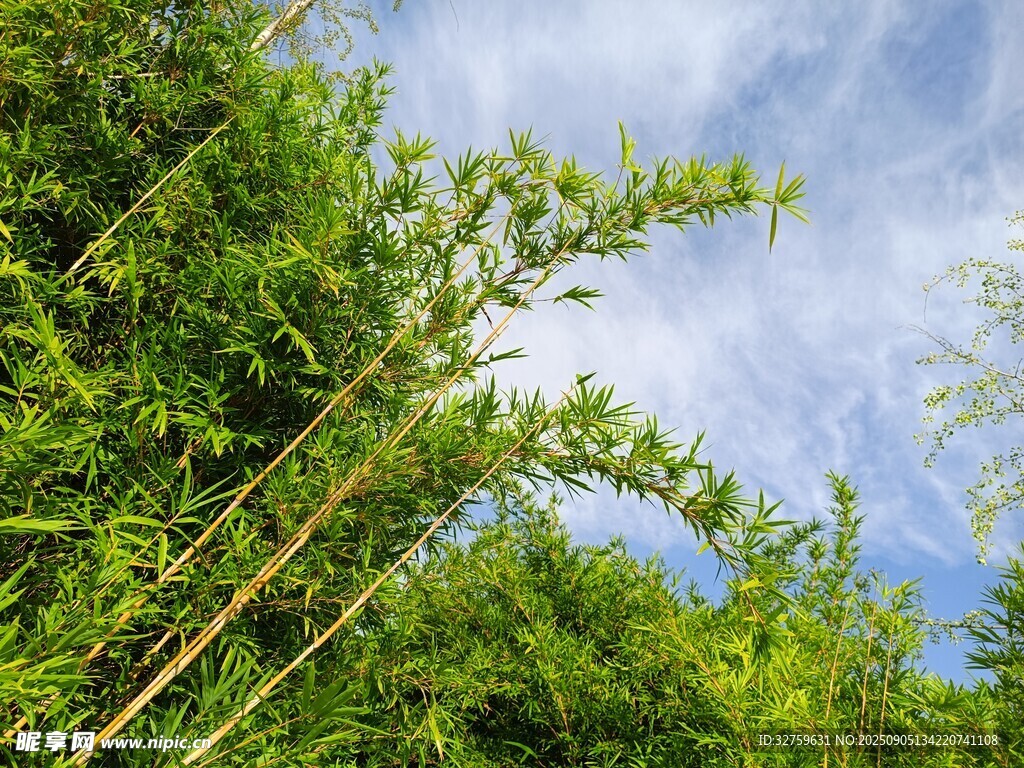 藍天翠竹 