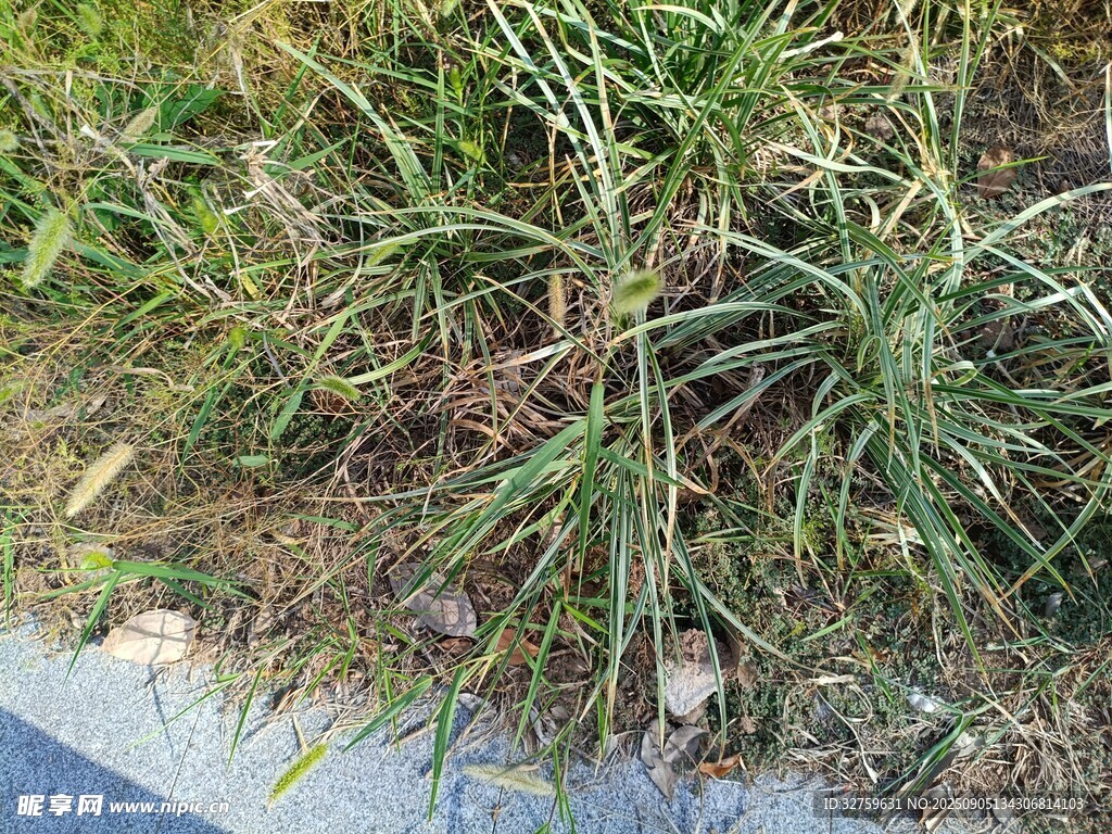 路邊草叢中的植物景象