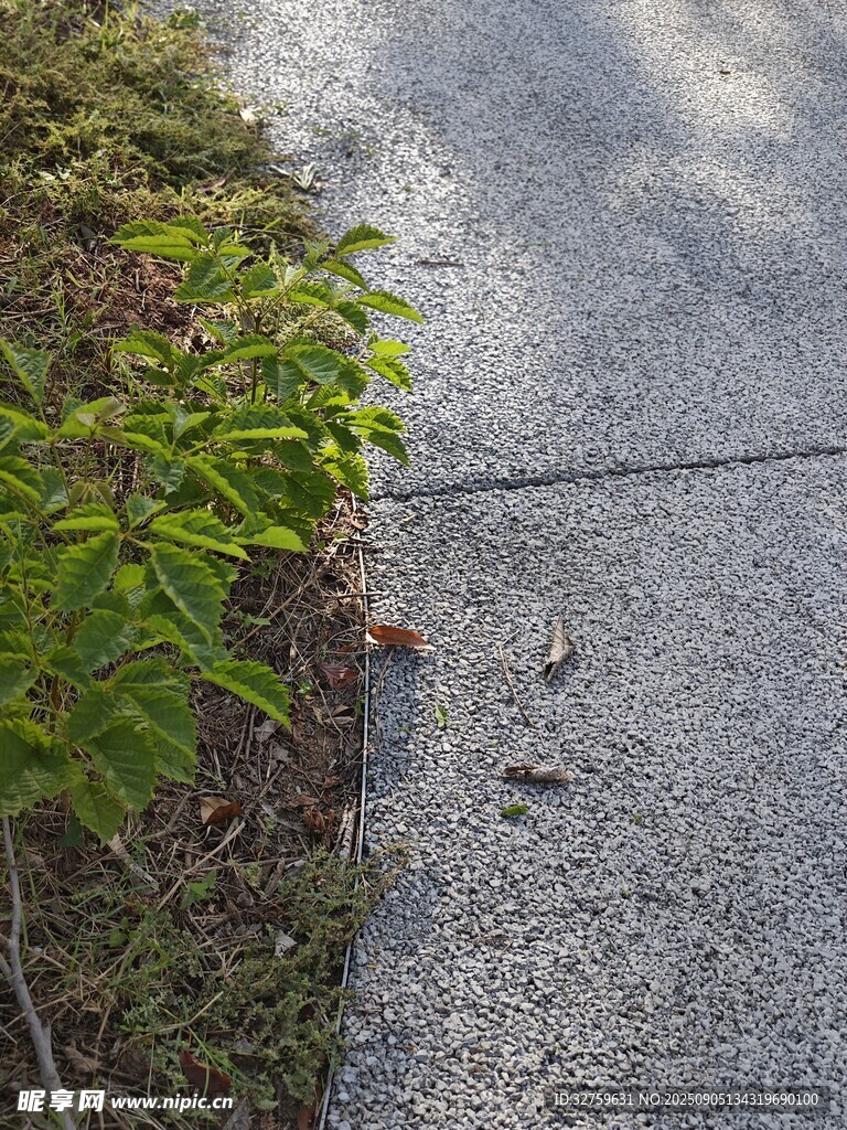 路邊綠植與水泥路面
