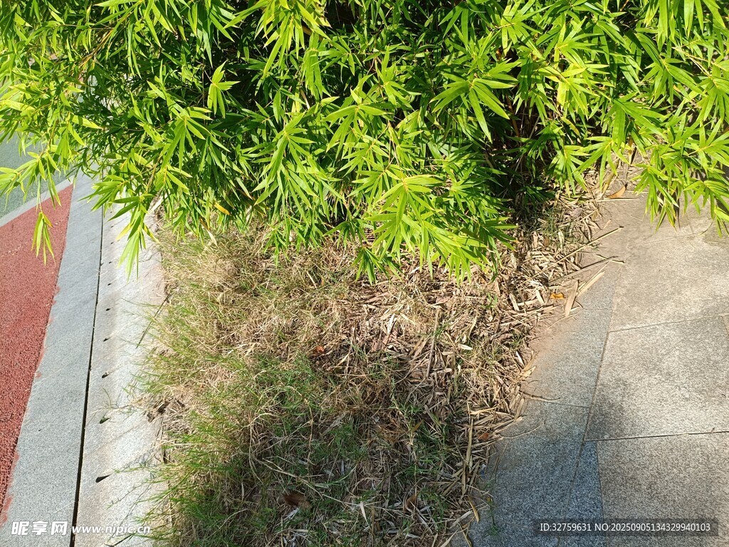 路邊綠植與地面陰影景象