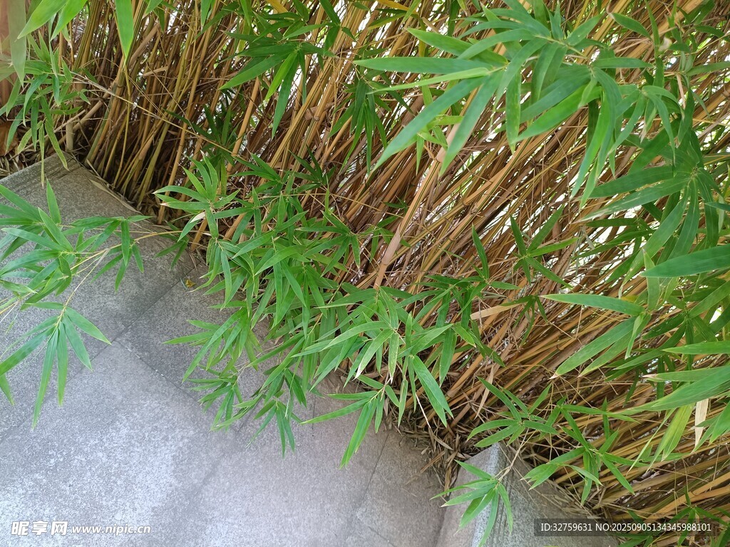 墻邊生長的嫩綠植物
