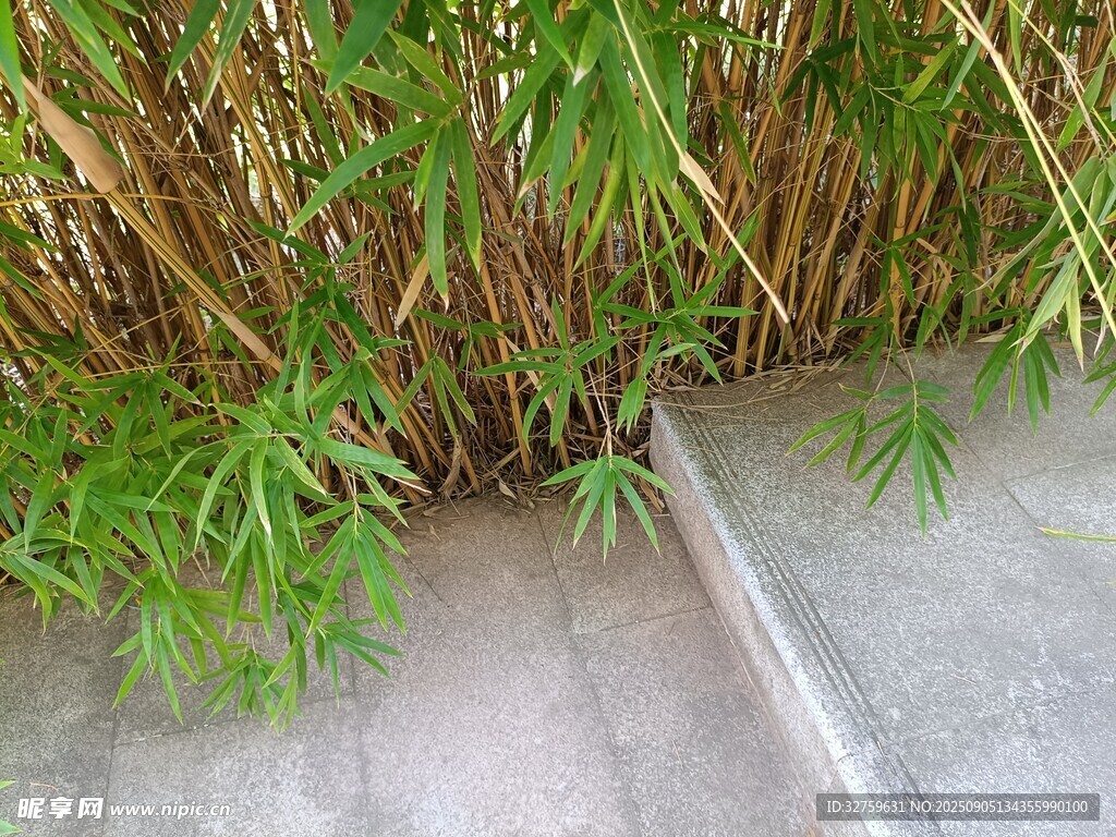 墻角綠植與水泥臺階景象