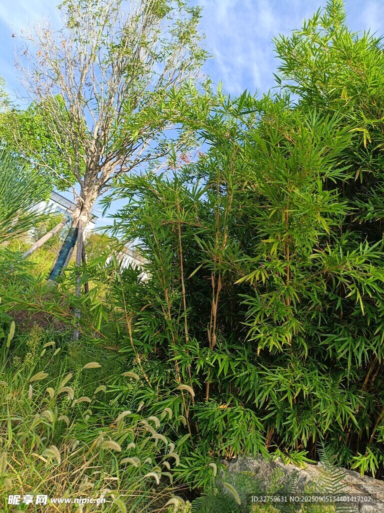 戶外繁茂綠植景觀