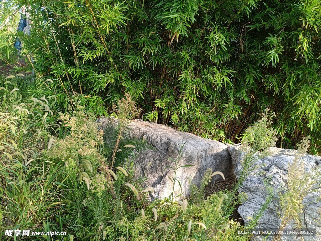 石旁綠植景觀