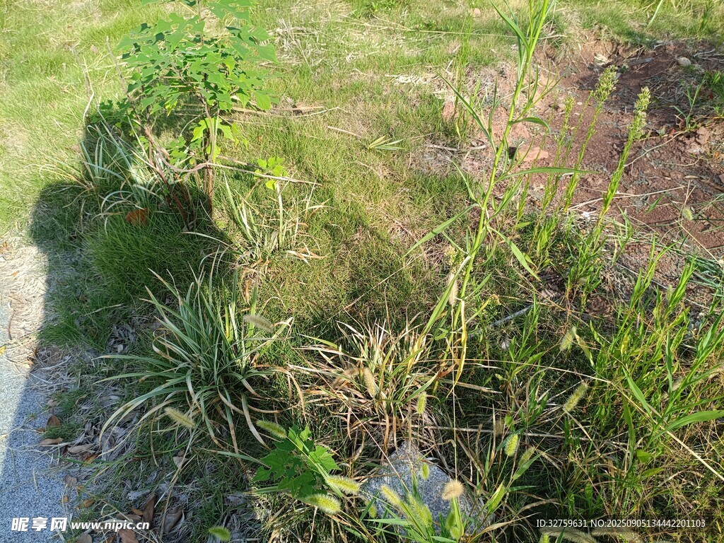 戶外多樣綠植景觀