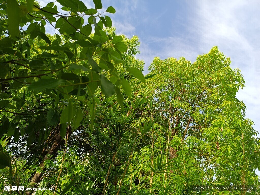 夏日蔥郁綠樹藍天景致