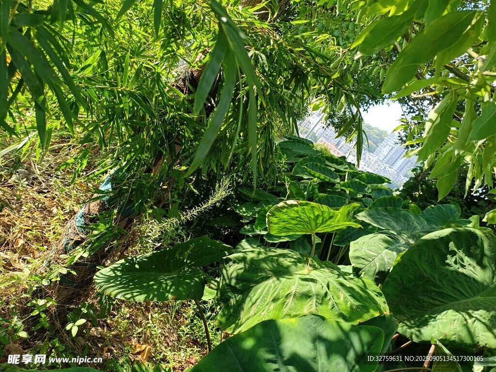 綠葉繁茂的植物景象