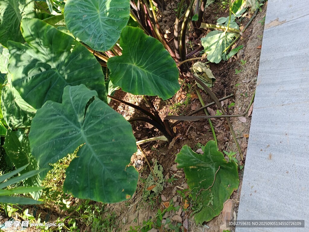 路邊生長的大片綠葉植物