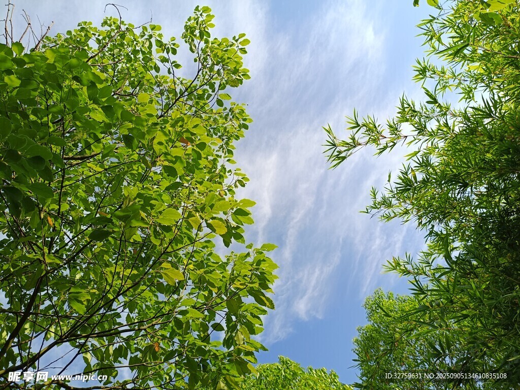 仰視綠樹(shù)間的藍(lán)天美景