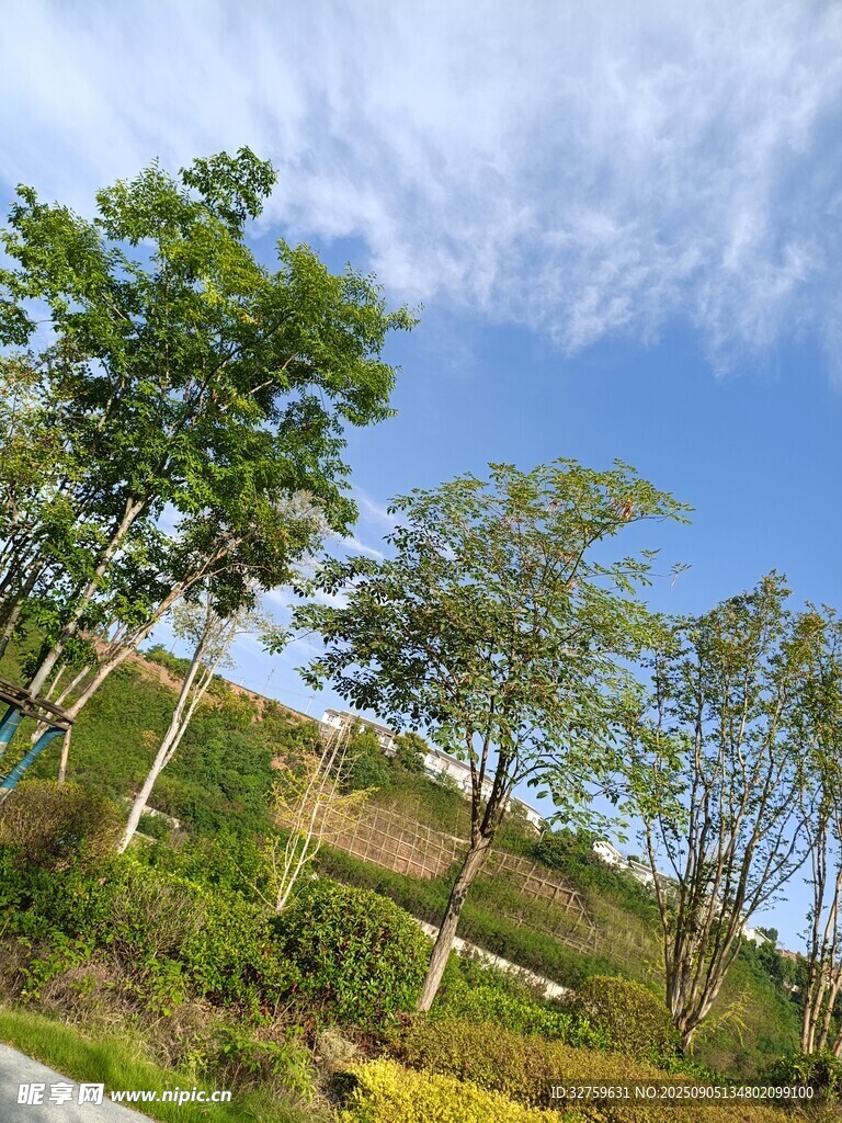 藍(lán)天綠樹的自然美景