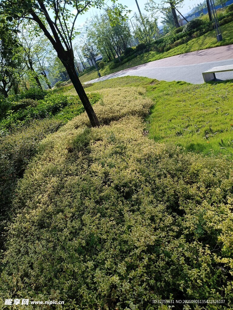 路邊綠意盎然的修剪植物