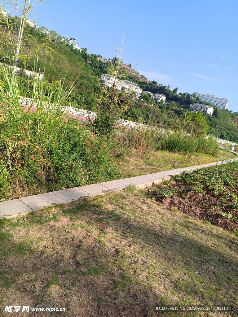 山間小徑旁的繁茂植被