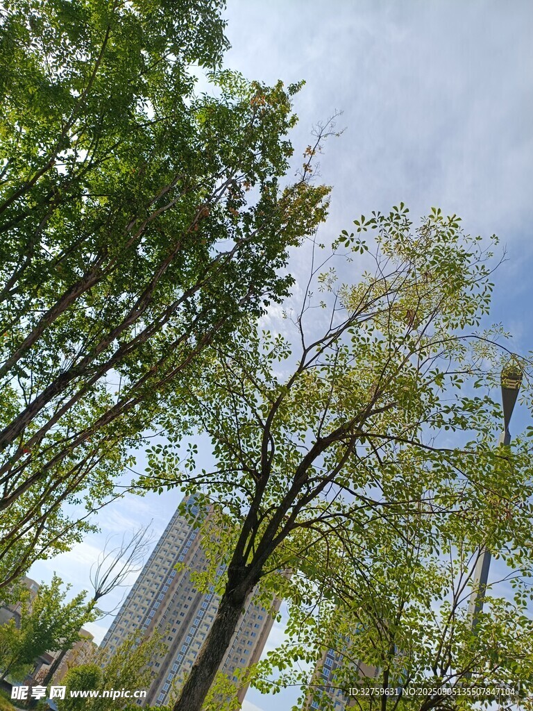 城市中挺拔的綠樹(shù)景觀