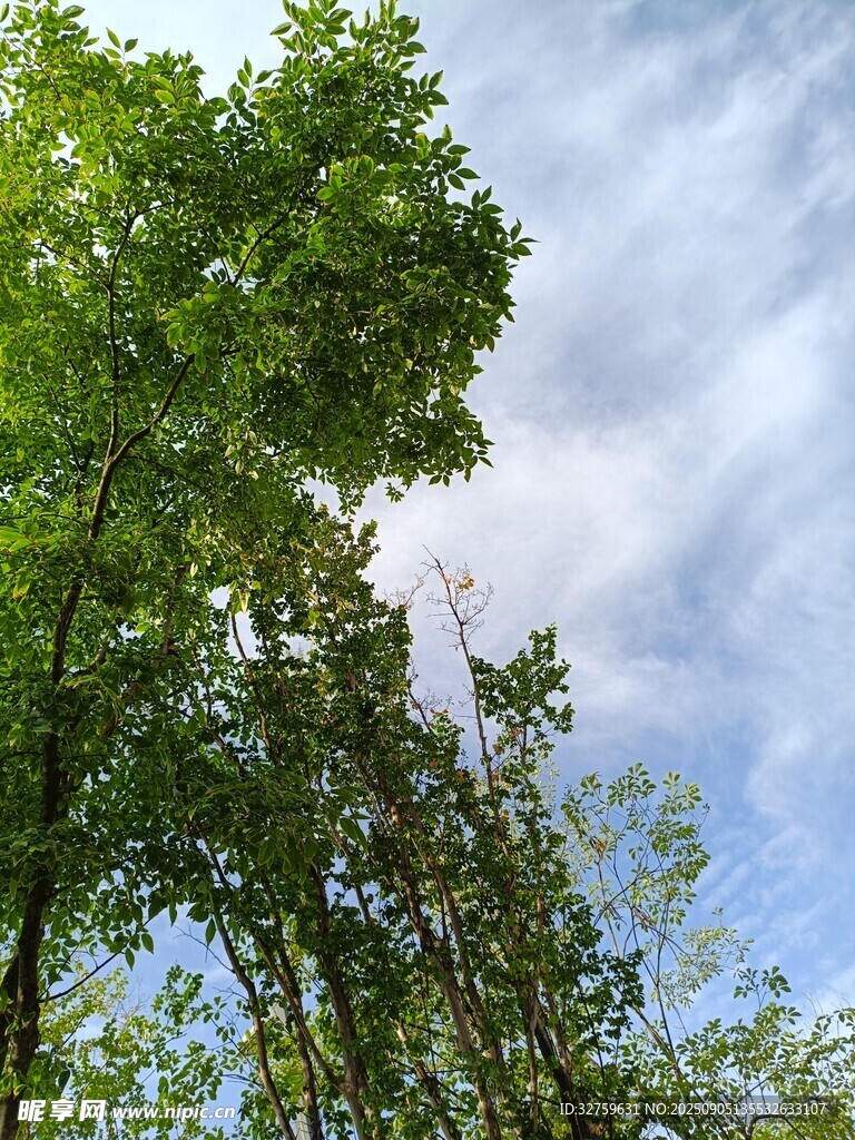 仰視蔥郁樹(shù)木與藍(lán)天白云