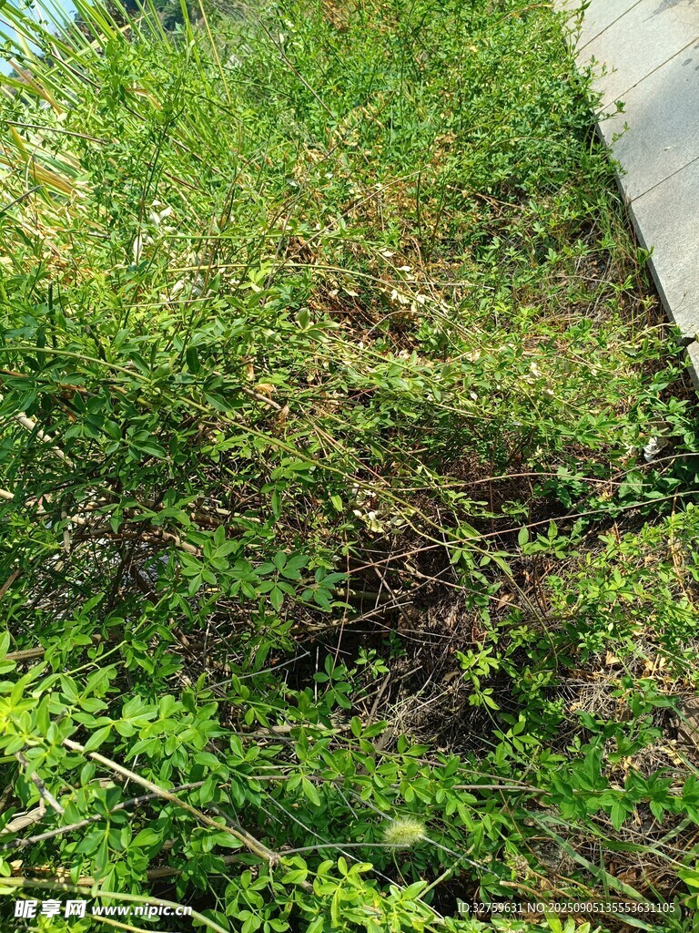 路邊茂盛的綠色植物