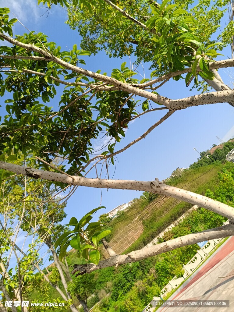 仰視視角下的繁茂綠樹