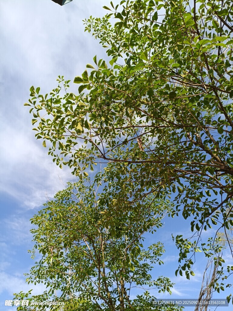 藍(lán)天綠樹間的清新景致