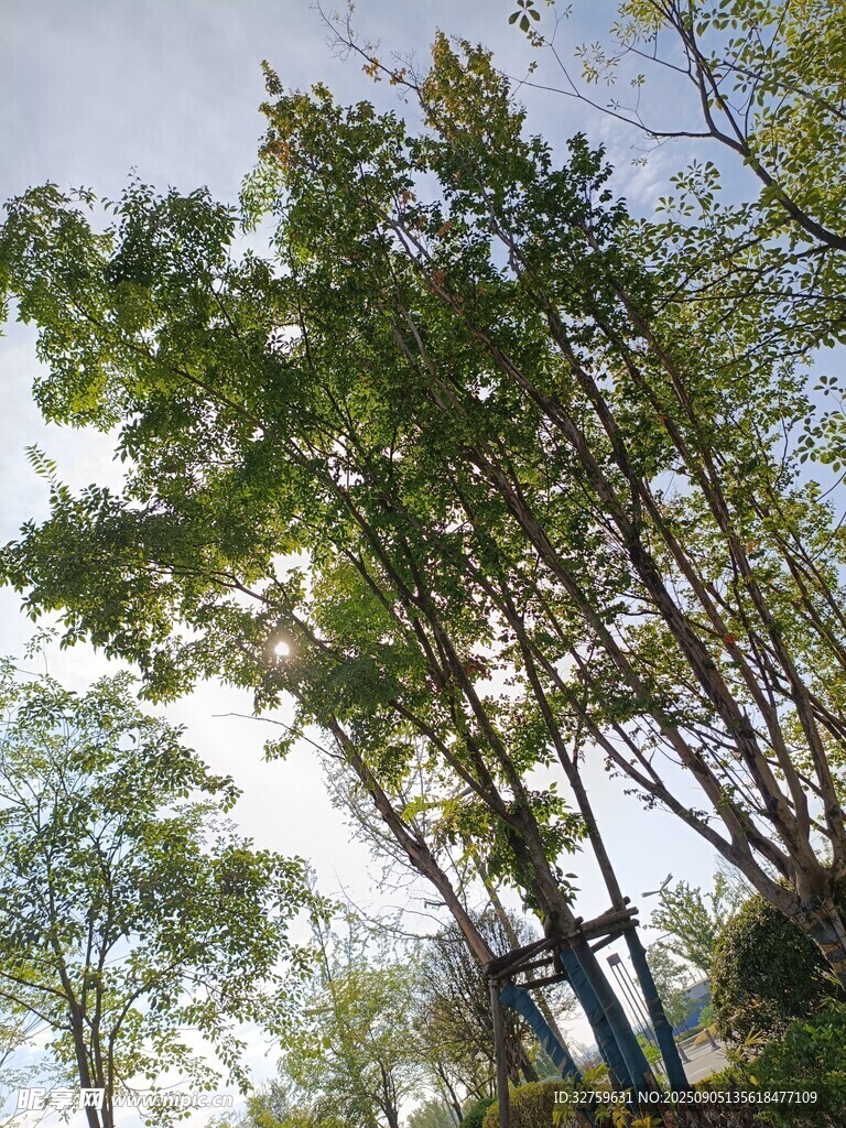 陽(yáng)光下的蔥郁樹(shù)木